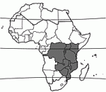 Image result for Neoboutonia