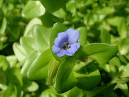 Image result for Bacopa floribunda
