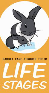 How To Care For Your Rabbit Through All Their Life Stages Bunny Care Rabbit Care Pet Bunny