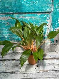 Image result for Chlorophytum Amaniense