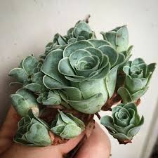 Rose Shaped Succulents Plants Succulents Cacti And Succulents