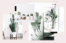 Free shipping on all orders over $35. 15 Perfect Plants For Minimalists Juniperoats