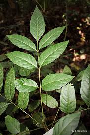 Image result for Zanha golungensis