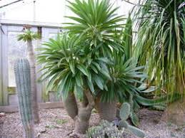 Image result for Chasmopodium