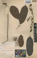 Image result for Pachylobus edulis