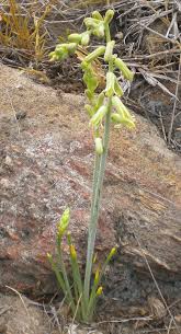 Image result for Dipcadi vaginatum