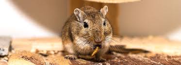 Sugar gliders get their name from their. Gerbil Care Sheet Supplies Petsmart
