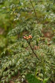 Tropical Garden Goa India Part Ii Tropical Garden Herbs Garden