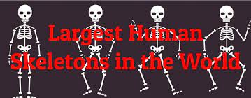 Around the turn of the 19th century, there were hundreds of reports from reputable sources of giant skeletons unearthed from ancient burial mounds across america. 8 Largest Human Skeletons In The World Largest Org
