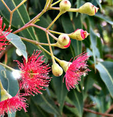 Check spelling or type a new query. Red Gumtree Blossoms Buds Free Stock Photos Rgbstock Free Stock Images Tacluda September 09 2011 13