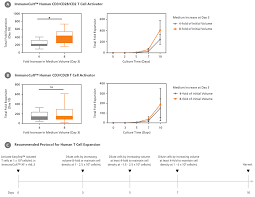 Optimization Of Human T Cell Expansion Protocol Effects Of