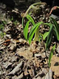 Image result for Clutia sessilifolia
