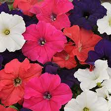 Pin On Blooming Season