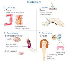 Image result for Clostridium