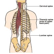 Back, bones and human spin diseases explanation vector. What Is Upper Back Pain Sports Medicine Clinic