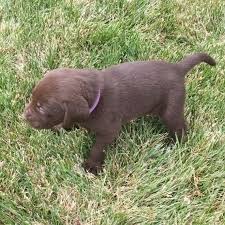 Check spelling or type a new query. English Yellow Lab Puppies For Sale Labrador Retriever Rescue Near Me