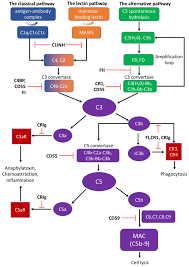 Image result for Complement Pathway