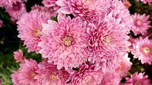 Why the queen was advised not to marry prince philip. 20 Types Of Thank You Flowers Plantsnap