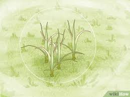Penelitian bertujuan untuk mengetahui dosis herbisida parakuat diklorida yang efektif dalam mengendalikan gulma pada lahan. 4 Cara Untuk Membasmi Rumput Teki Ladang Wikihow