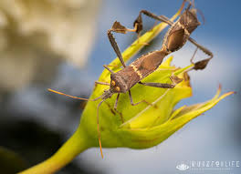 Image result for Streptocarpus leptopus