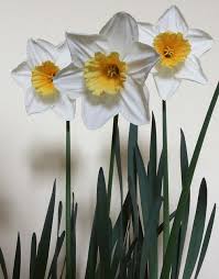 Narcissus Fragrant Breeze Narcissus Daffodils Fragrant