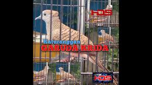Harga burung perkutut bangkok cukup murah yaitu sekitar rp 200 000 sampai rp 350 000. Katuranggan Perkutut Jambul Garuda Krida Youtube