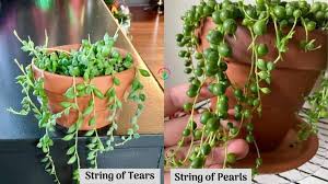 With its unique greenery that spills over the included stone vase, it's natural appearance. String Of Tears Vs String Of Pearls Differences And Similarities Garden For Indoor