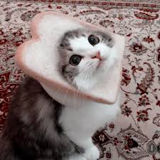 ❤ get the best cool cat backgrounds on wallpaperset. Cat Icons Aesthetic And Cats Icons Image 7690571 On Favim Com