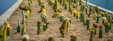 We did not find results for: Cactus Garden