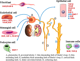 Potential Targeted Therapy And Diagnosis Based On Novel Insight Into Growth Factors Receptors And Downstream Effectors In Acute Kidney Injury And Acute Kidney Injury Chronic Kidney Disease Progression Signal Transduction And Targeted Therapy