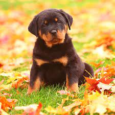 This page provides a listing of oregon rottweiler breeders. 1 Rottweiler Puppies For Sale In Portland Or Uptown