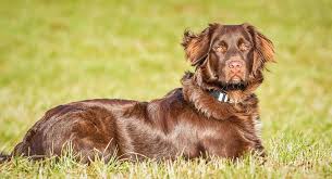 All gordon setter puppies are. Irish Setter Puppies Cost Uk