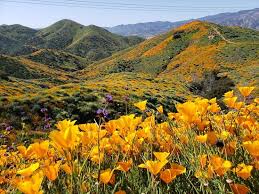 Jun 15, 2021 · a father and son from murrieta won the first double decker main event of the 2021 perris auto speedway season. Super Bloom Beautiful Trail Review Of Walker Canyon Trailhead Lake Elsinore Ca Tripadvisor