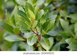 Image result for Lauraceae