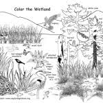 Welcome to our popular coloring pages site. Habitats Biomes Coloring Nature