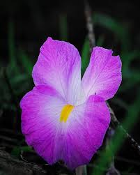 Image result for Siphonochilus