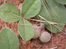Image result for Crotalaria pisicarpa