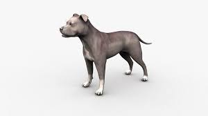 Our kennel american pit bull terrierwas established in 2000. American Pitbull Male Blue 3d Modell Turbosquid 1616883