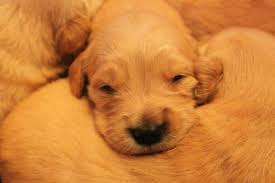 Maybe you would like to learn more about one of these? Akc Golden Retriever Puppies For Sale In Needmore Pennsylvania Classified Americanlisted Com