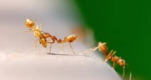Hormiga de tamaño muy pequeño y de color amarillo puede vivir igual en casas como en el exterior. Quieres Saber Por Que Tienes Hormigas En La Cocina De Tu Casa