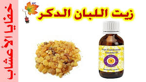 كيفية تحضير زيت اللبان الدكر في البيت بطريقة سهلة Health Facts Food Frankincense Essential Oil Pure Products