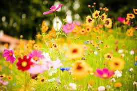 But it deserves a space in your garden! Flowers Soustons France Beautiful Flowers Pretty Flowers Spring Flowers