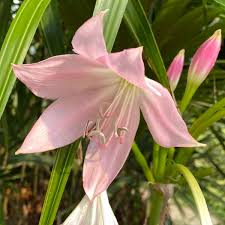 Image result for Crinum moorei