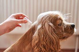 Online pharmacies are open 24/7/365. The 10 Best Pet Med Stores For 2021 Free Buyers Guide