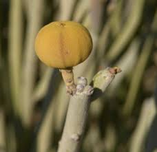 Image result for Euphorbia dedzana