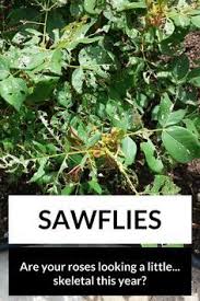 Pests and diseases of rose bushes. 10 Pest Control Ideas Pest Control Growing Roses Knockout Roses