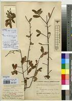 Image result for Phyllanthus beillei