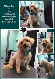 The Upscale Tail Pet Grooming Salon Naperville Il Wwwtheupscaletail Com Cpr First Aid Certified Award Winning Groome Pet Grooming Salon Pets Pet Grooming