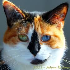 Collection by patricia davis • last updated 6 weeks ago. Beautiful Calico With Heterochromia 2 Different Colored Eyes Pretty Cats Cute Cats Beautiful Cats