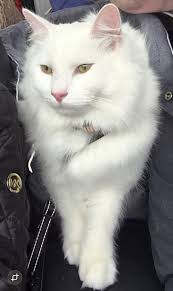 My cat Floki escaped the house at around 1 in the morning. I have actively  been looking for him and have actually seen him up my road a couple times  in the